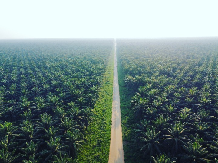 Image of Palm tree in good topography showing how to be profitable in oil palm farming
